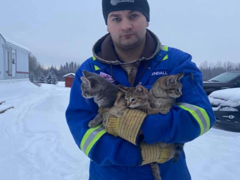 加拿大男子肯德爾在上班途中發現受困的三隻小貓（圖／FB@Kendall Diwisch）