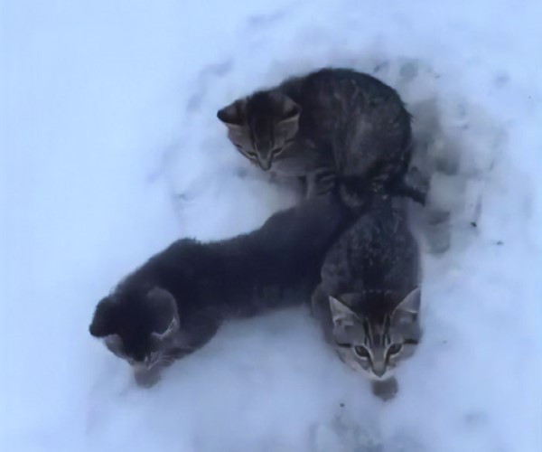男子上班時發現凍結在雪地上的3隻小貓　用咖啡融冰助脫困