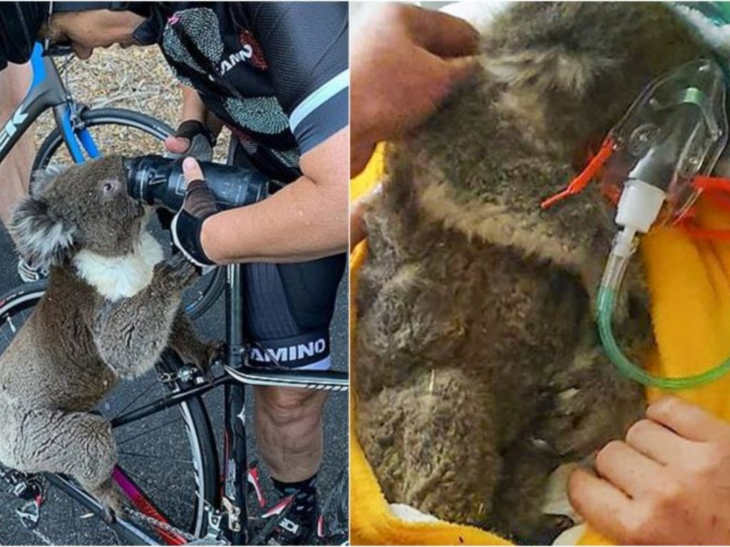 ▲澳洲動保團體呼籲，人們在給予野生動物水分時，要多注意是否可能造成動物嗆水。（圖／翻攝自《每日郵報》）