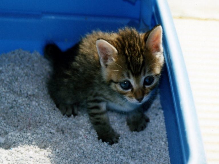 貓砂的種類非常多，選擇貓咪最 喜歡的材質才是最重要的（圖／photoAC）