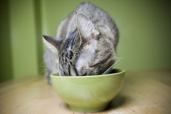 貓咪需要的專屬營養大全｜專業獸醫—吳展祥
