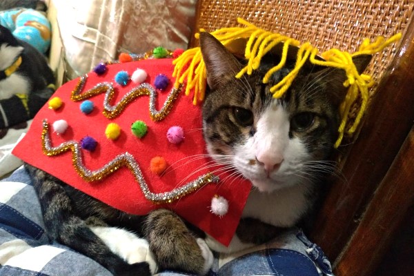 簡易DIY舞獅裝　讓貓咪扮演可愛吉祥物一起歡慶新年！