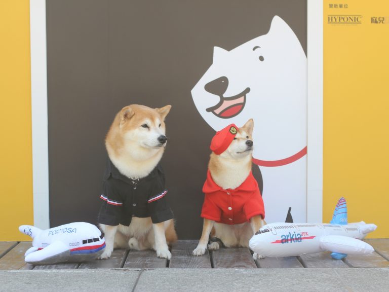 毛小孩專屬展覽　狗狗GoGoGo把華山變機場　讓狗狗「出國玩」！
