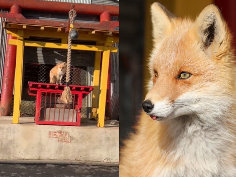 「北見狐狸牧場」一隻狐狸爬上神社裝飾想要拉繩鈴（圖／twitter@HaruhikoBoss429）