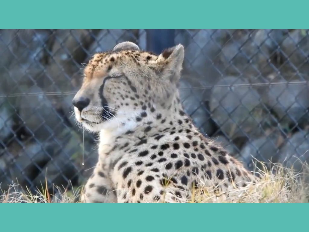 Zzz………….（圖／Twitter@asa_zoo） 