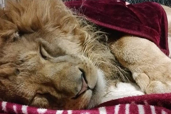 獅子愛窩小被被　沒有它睡不著背後原因令人鼻酸