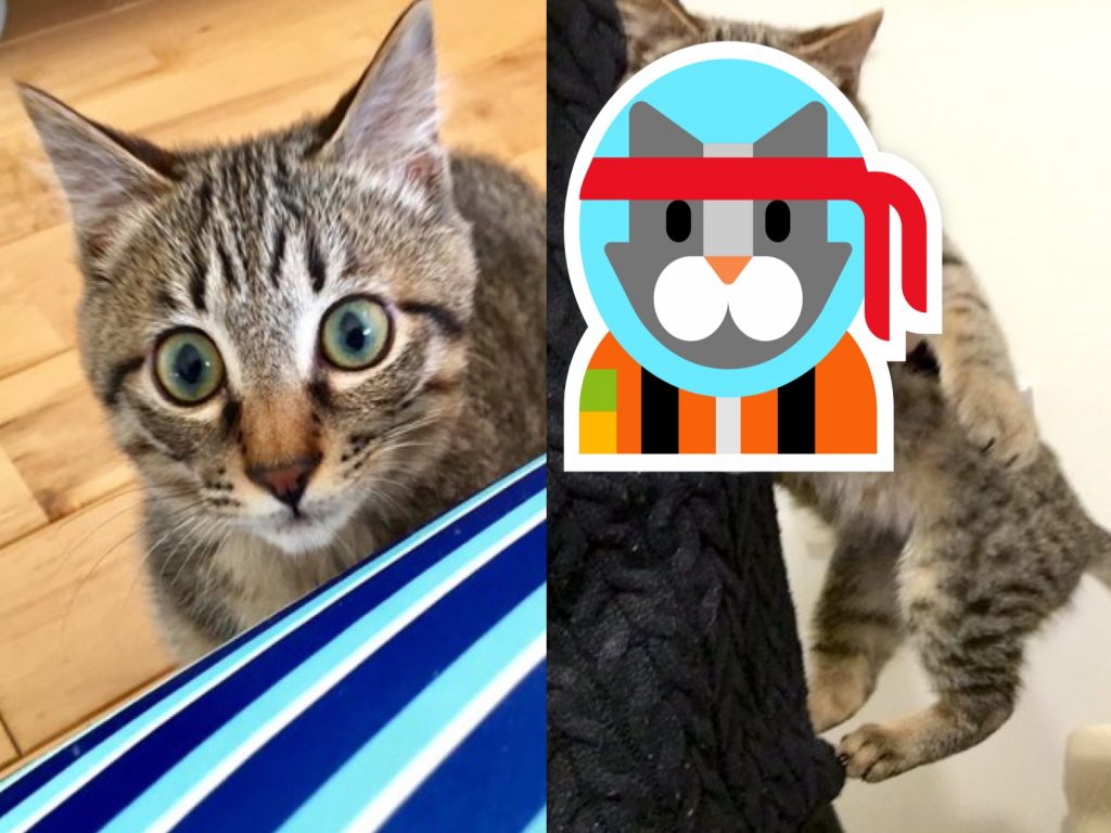 日本推主養到一隻超貪食的虎斑貓（圖／twitter@shijimi_shizimi）