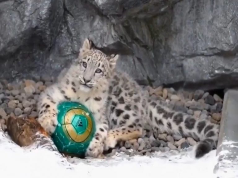 旭山動物園的小雪豹很喜歡玩球（圖／翻攝自twitter@rikunow）