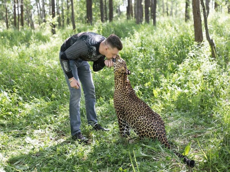 俄羅斯動物園一隻花豹非常熱愛牠的飼育員（圖／IG@aleks_volkov_leopard）