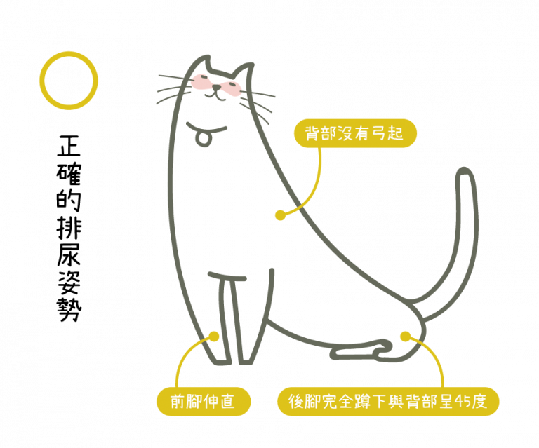 從「如廁姿勢」觀察貓咪是否患有下泌尿道疾病｜專業獸醫師—吳展祥醫師