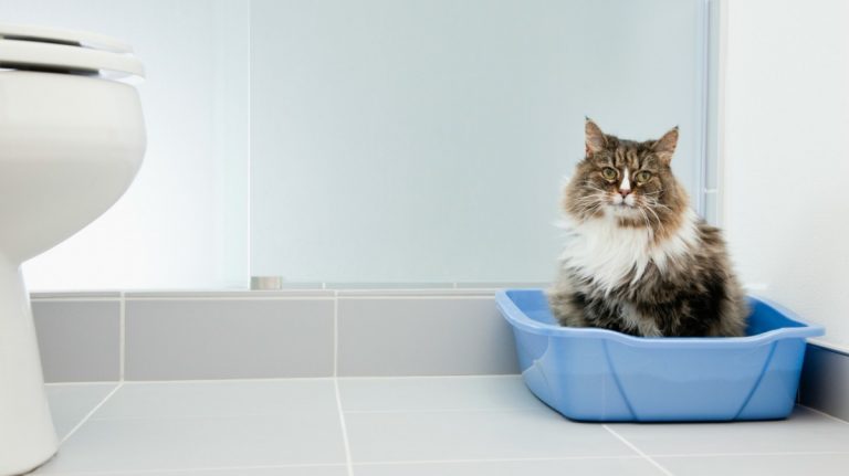 從「如廁姿勢」觀察貓咪是否患有下泌尿道疾病｜專業獸醫師—吳展祥醫師