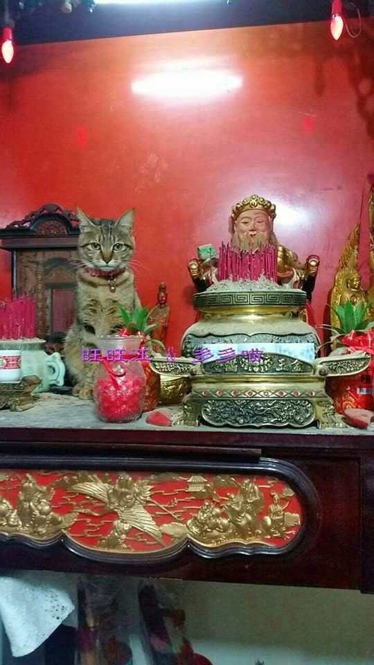 飼主每天都要跟毛小孩「鬥智」。（圖／旺旺汪與多多喵的生活點滴粉專授權）