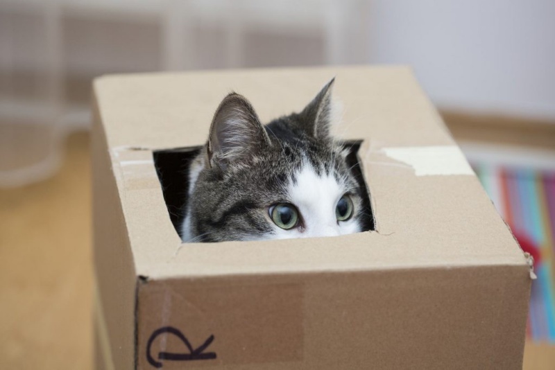 貓咪與紙箱之間的戀愛關係｜PetTalk愛寵健康談