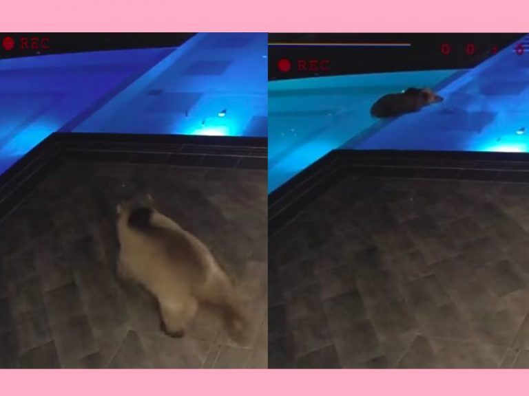 一隻野生熊熊溜進泳池戲水（圖／翻攝自FB@ Лифт Сопот）