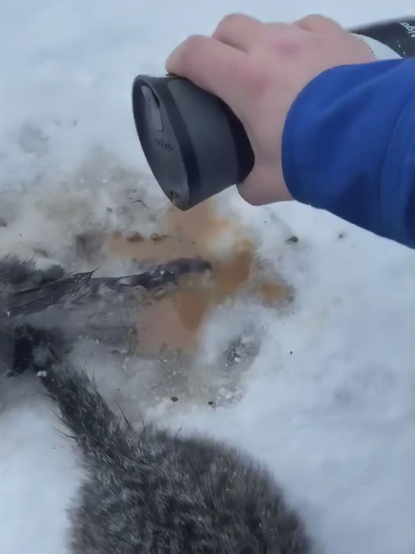 男子上班時發現凍結在雪地上的3隻小貓　用咖啡融冰助脫困