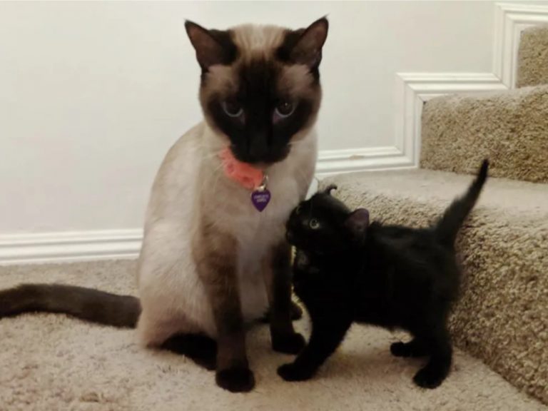 多趾小黑貓對貓姊姊撞頭示好　整天尾隨：收我當小妹啦！
