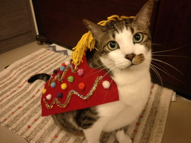 為愛貓DIY一套舞獅裝，一起歡慶過新年（圖／寵毛網）