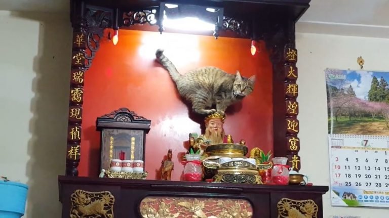 毛小孩爬上神桌時有所聞，飼主除了向神明道歉外，也要省視是否有方法可以預防。（圖／旺旺汪與多多喵的生活點滴粉專授權）