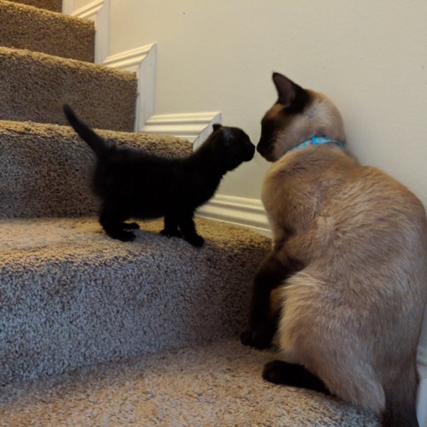 多趾小黑貓對貓姊姊撞頭示好　整天尾隨：收我當小妹啦！
