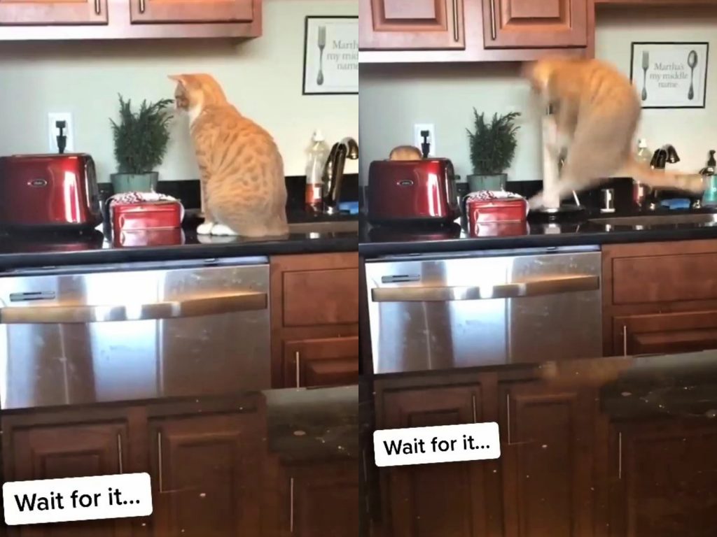 （跳）叮！！！烤好惹！（圖／TikTok@seemore） 