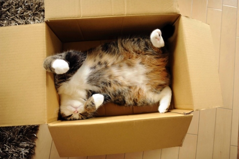 貓咪與紙箱之間的戀愛關係｜PetTalk愛寵健康談