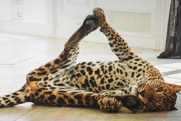 俄羅斯動物園奶人花豹不捨飼育員　樂被收編回家當大貓