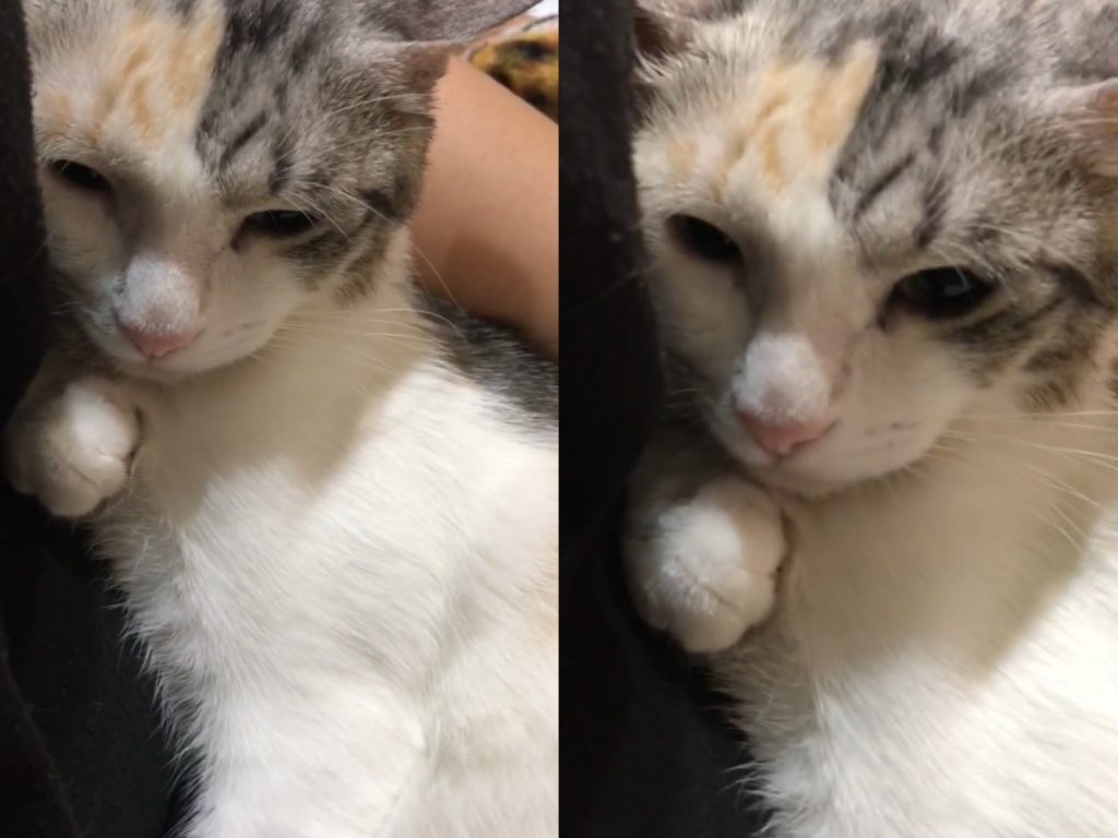 嗚嗚嗚，本喵好委屈嗚嗚嗚。（圖／網友君君提供） 