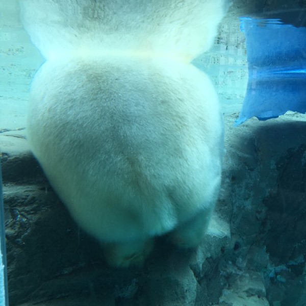 日本動物園北極熊屁屁坐玻璃　超萌角度網瘋：太療癒了！