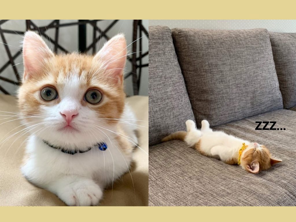 日本一隻小萌貓非常喜歡仰躺睡（圖／IG@chavata2023）