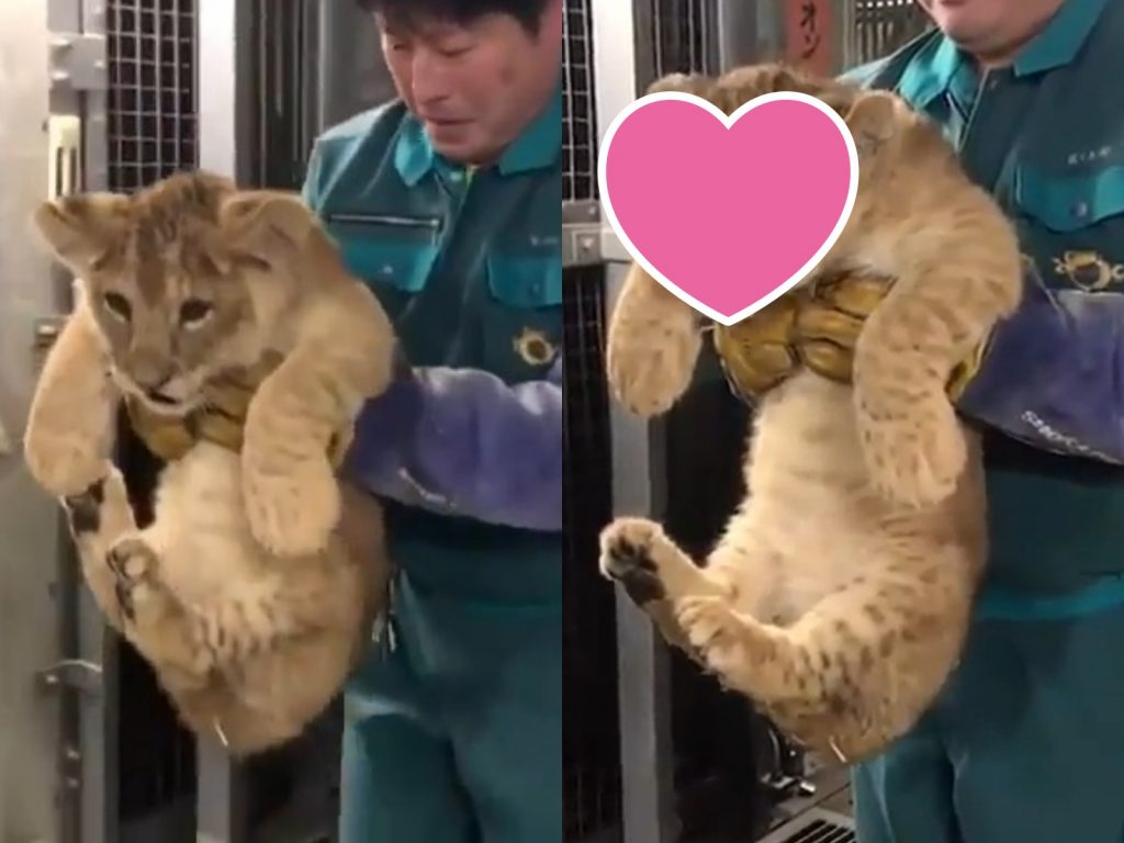 （氣）尼們在幹嘛！朕的體重才不用跟尼報告！（圖／IG@lionswildlife） 