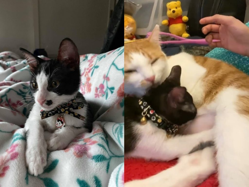 賓士貓悟點喜歡找哥哥悟空吸ㄋㄟㄋㄟ（圖／網友芳旻授權提供）