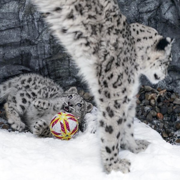 小雪豹愛玩球　不小心遺落回頭一臉茫然：拜託幫我撿一下？
