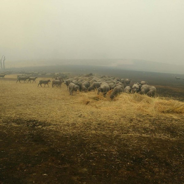 澳洲野火逼近農場　機靈牧羊犬引領大批羊群順利逃生！