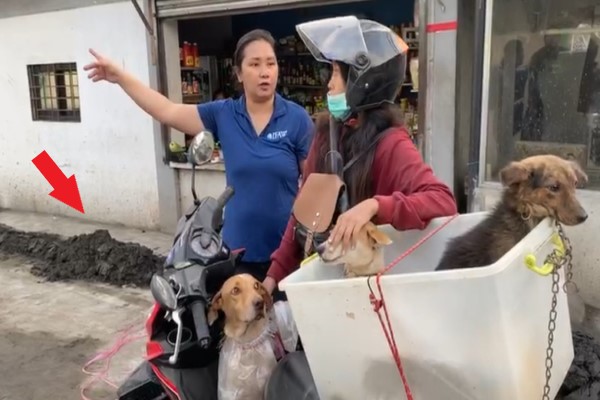 菲國火山噴發飼主心繫3愛犬　撤離不忘打包牠們：一起走！
