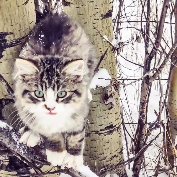 男子在雪地裡健行遇見迷失小貓　竟與自己展開奇妙緣分！