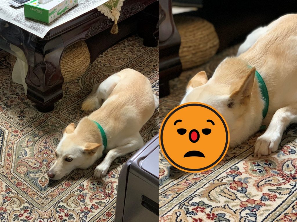 嗯？哪來的陌生狗狗？（圖／Twitter@cottonapri） 