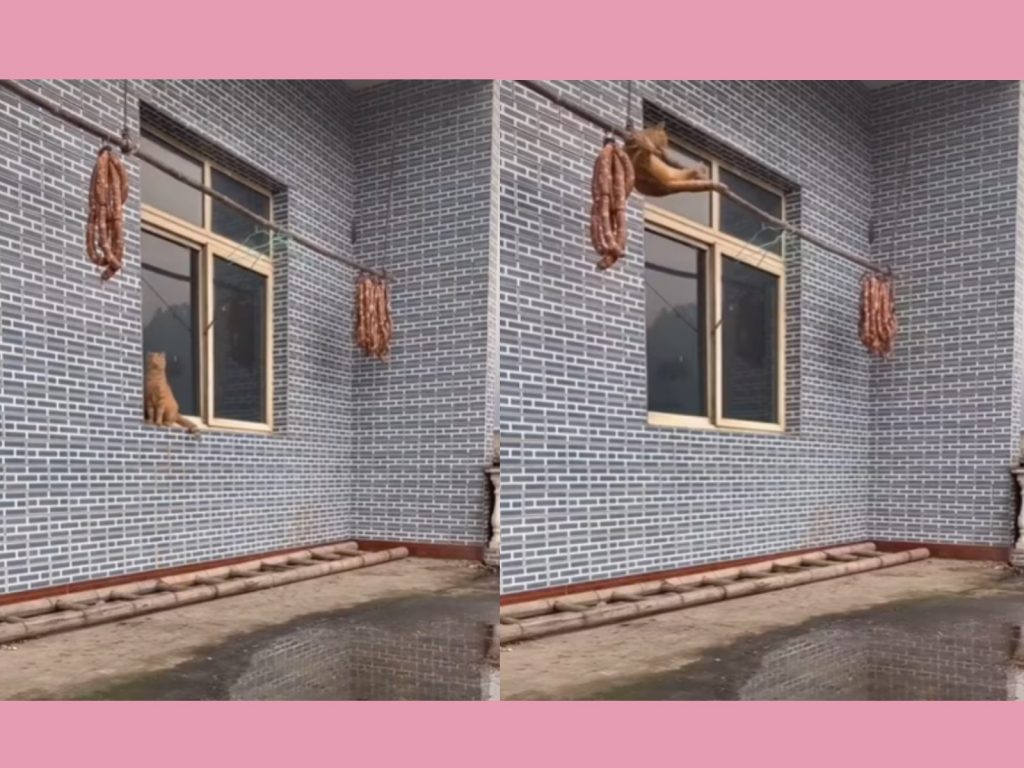 橘貓爬上竹竿想要偷香腸（圖／翻攝自FB@9GAG Cute）