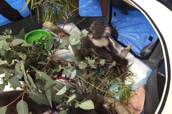 澳洲學校開放體育館　搭帳篷收容上百隻無家可歸的無尾熊！