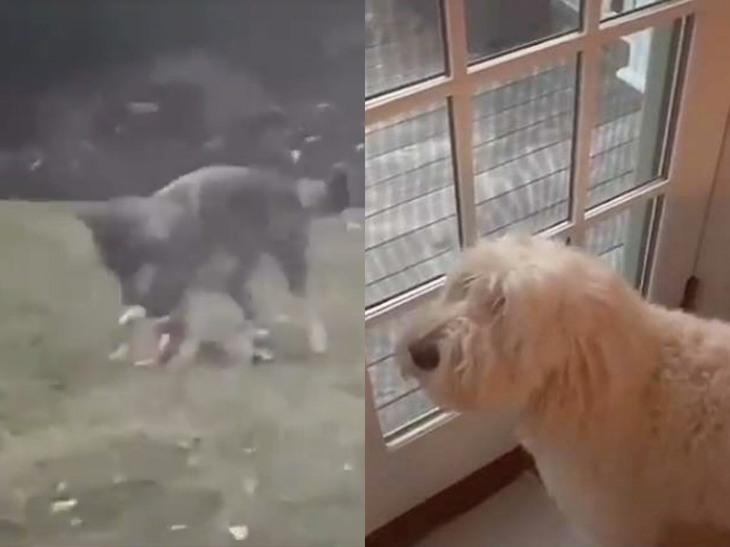 佩妮只能在屋內眼巴巴看著心愛玩具被拿去玩。（圖／TikTok@bauliflower） 