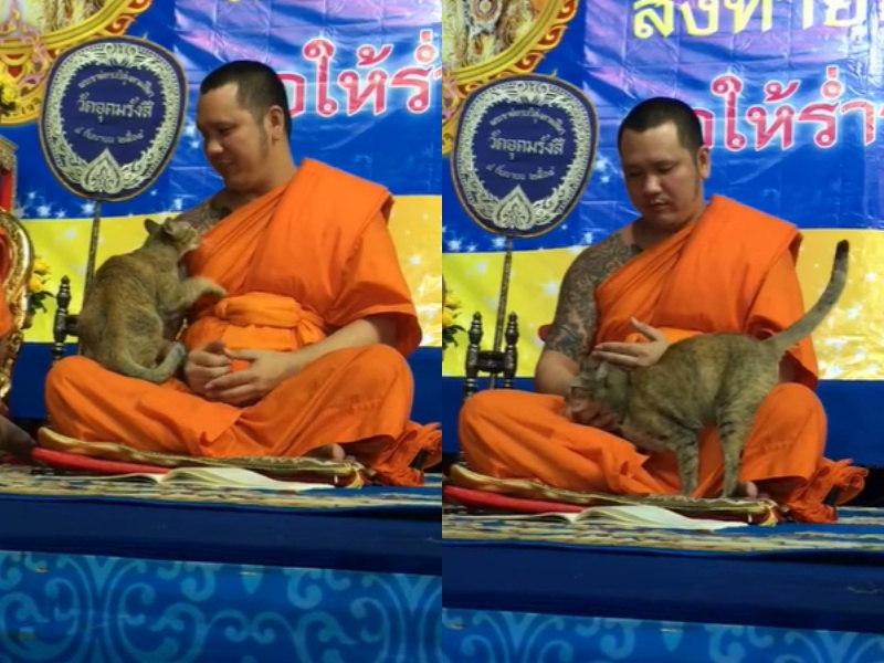 泰國僧侶晚會誦經中遭自來貓突襲　踏踏蹭蹭全都來讓他秒破功！