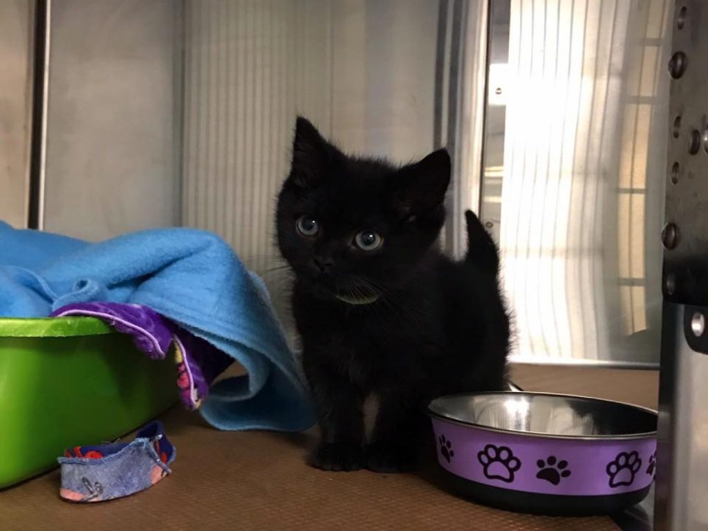 加拿大一隻小黑貓罹患先天性心臟衰竭，增加找加的困難（圖／FB@Chatons Orphelins Montréal）