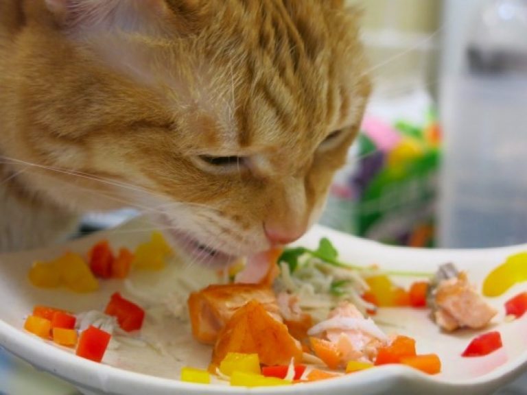 自製貓咪鮮食年菜，讓愛貓也能一起吃好料過好年！（圖／寵毛網）