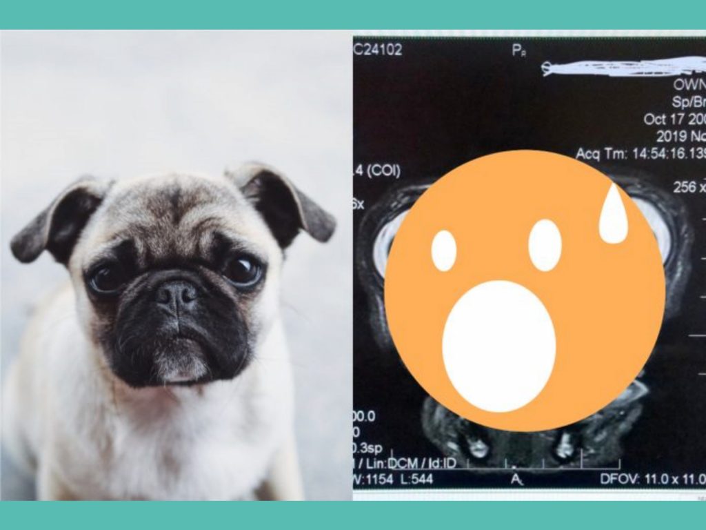 ▲巴哥的核磁共振掃描照片讓 13 萬人都吃驚了。（合成圖，左僅示意非當事狗／翻攝 Unsplash 、 Andy Ritcher 推特）