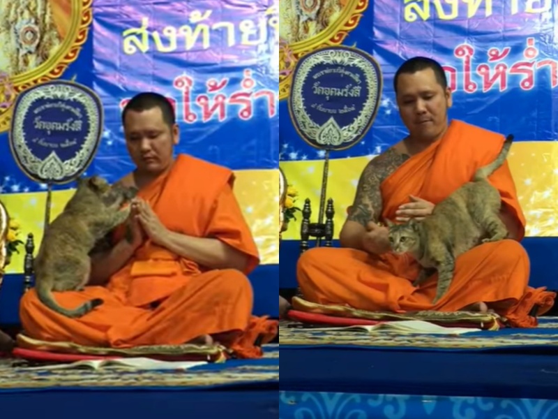 泰國僧侶晚會誦經中遭自來貓突襲　踏踏蹭蹭全都來讓他秒破功！