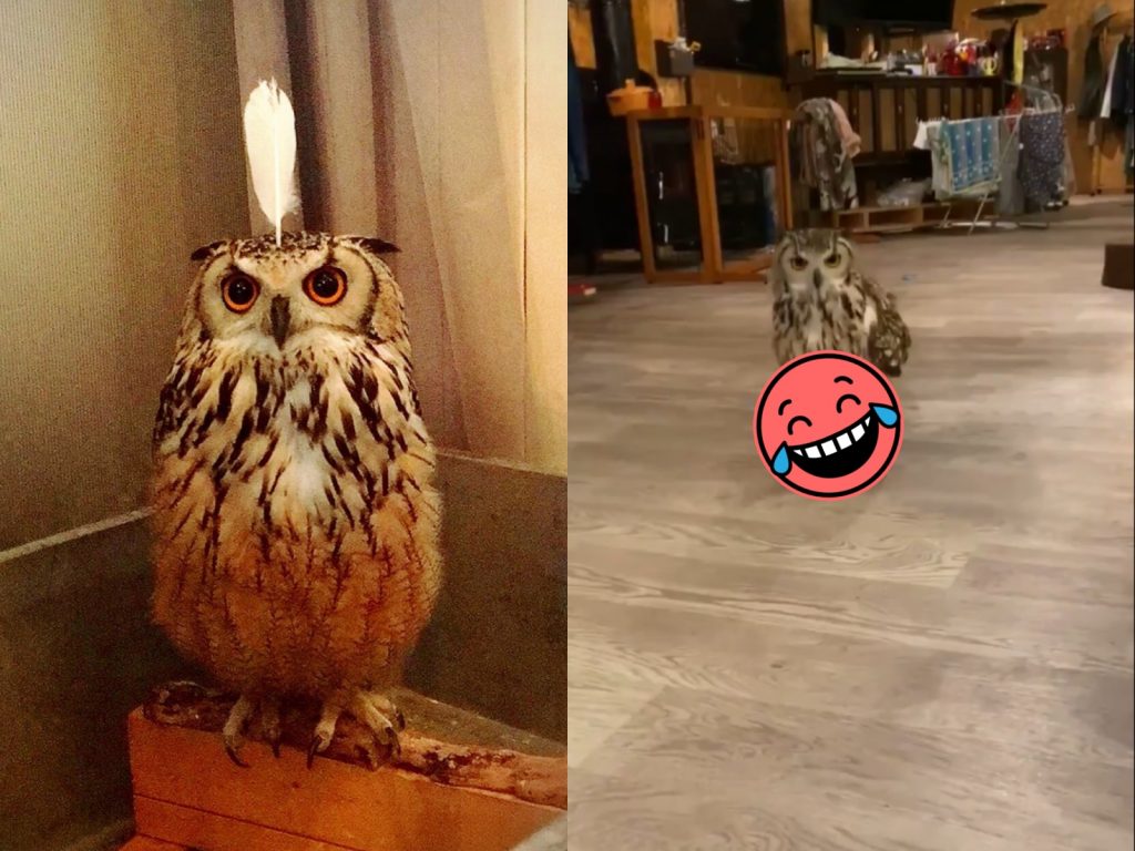 嗯？叫偶？（圖／Twitter@erikazu862ch） 