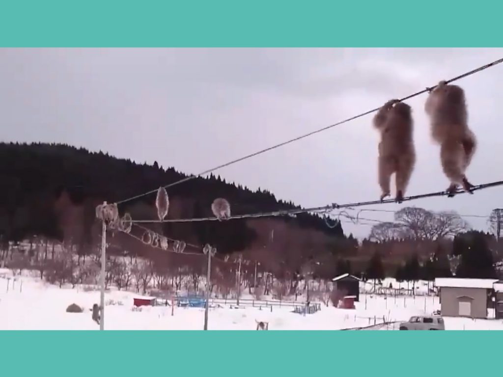 猴子們一隻隻在電線上不慌不忙地前進。（圖／Twitter@baritone_666） 