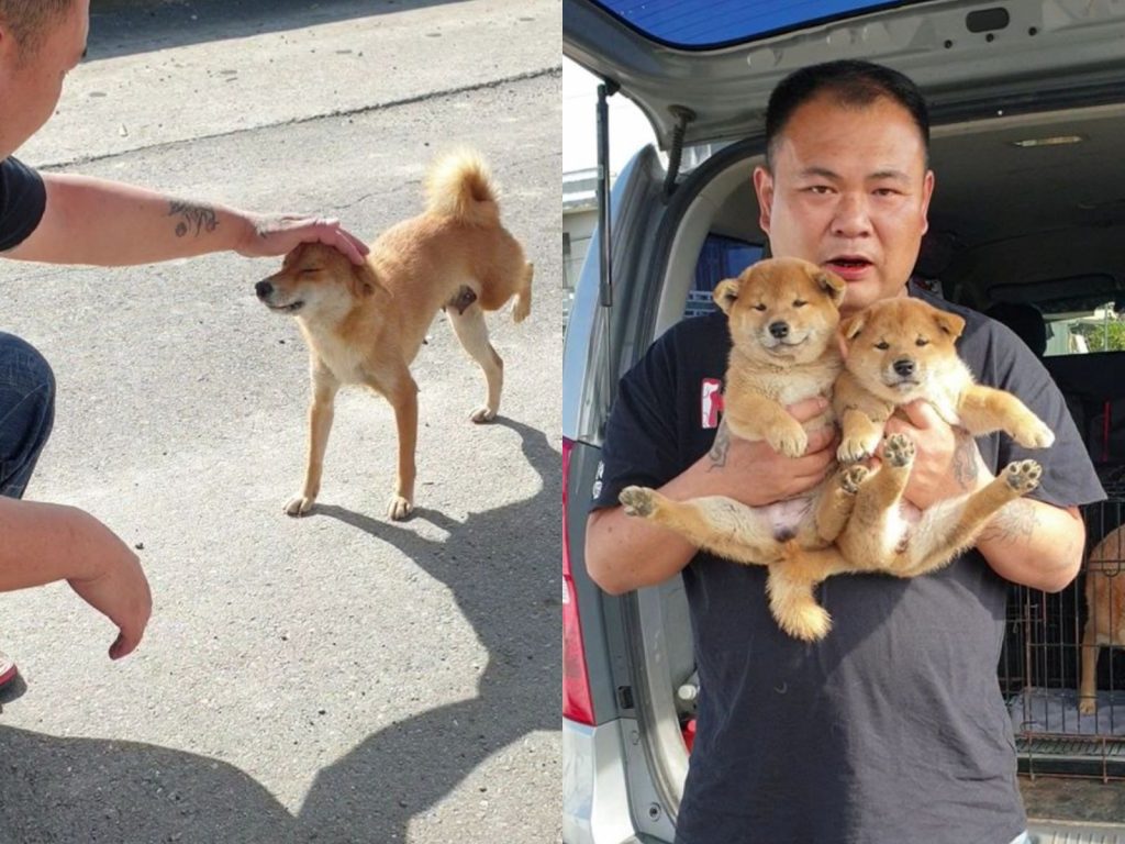 柴犬一家完全不怕人，見到徐文良竟立刻上前迎接。（圖／Facebook@徐文良（徐園長護生園）） 