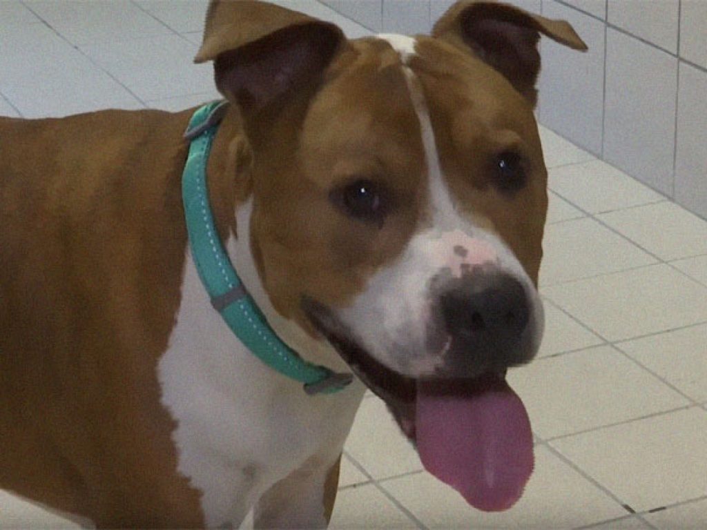 比特犬宙斯的家中日前遭小偷，連牠也一起被帶走（圖／WOWK 13News）