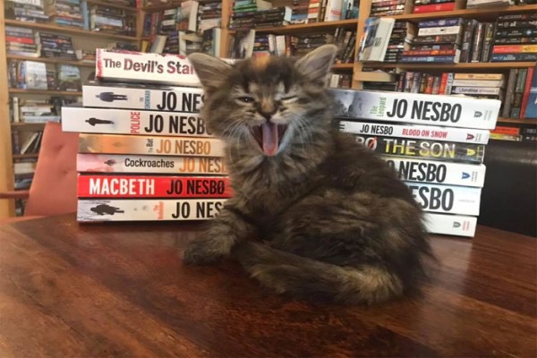 來了就不想走！加拿大書店能看書撸貓順便帶喵星人回家？