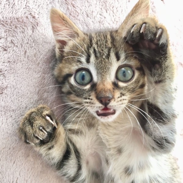 日本虎斑貓偷吃蒟蒻絲　被抓包還緊咬不放：人家就是要吃！
